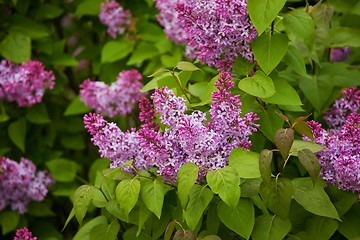 Image showing Lilac