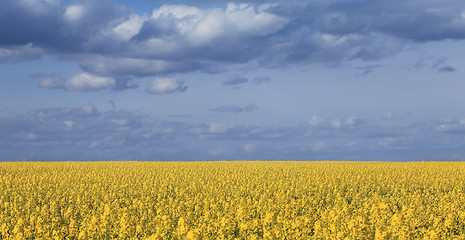 Image showing Canola field and cloudy sky