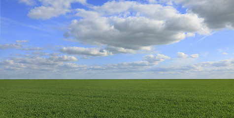 Image showing Green field