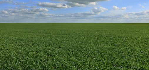 Image showing Green field