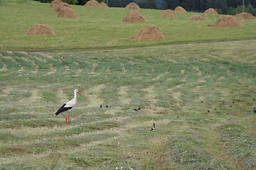 Image showing Landscape