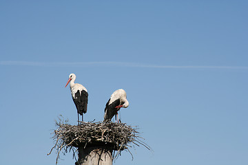 Image showing Storks in the Nest