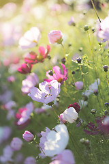 Image showing Summer flowers