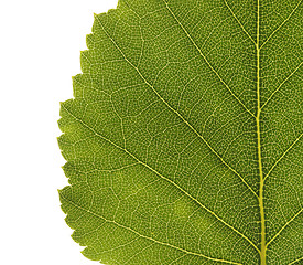 Image showing Birch leaf