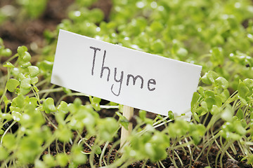 Image showing Thyme