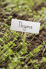 Image showing Thyme