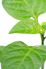 Image showing Pepper sprouts