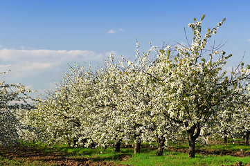 Image showing Blossoming garden