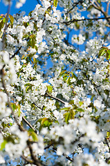 Image showing Blossoming garden