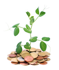 Image showing Coins and plant