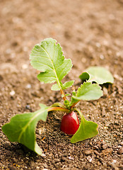 Image showing Radish