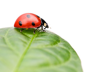 Image showing Ladybird