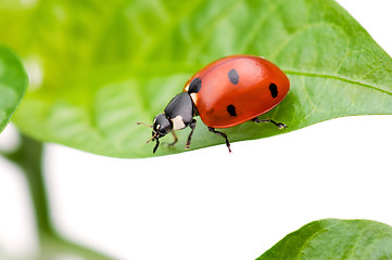 Image showing Ladybird