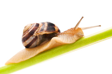 Image showing Snail