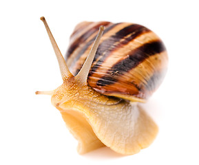 Image showing Snail