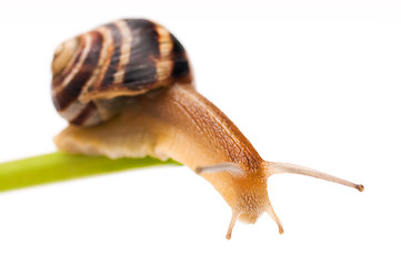 Image showing Snail