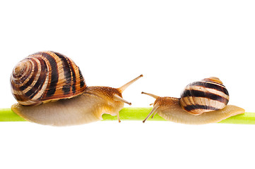 Image showing Snail