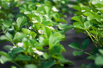 Image showing Strawberry blossoms