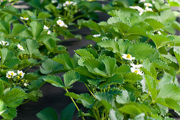 Image showing Strawberry blossoms