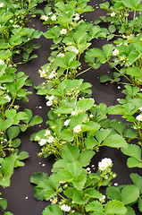 Image showing Strawberry blossoms