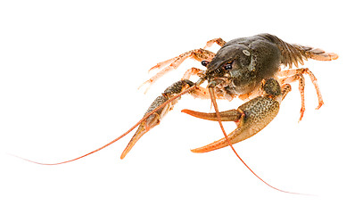 Image showing Crayfish