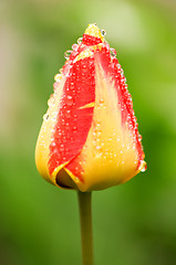 Image showing Tulip