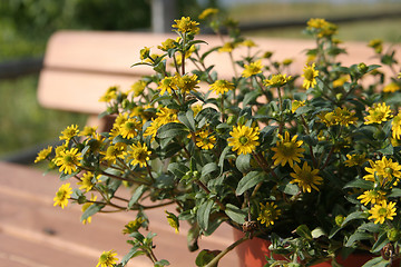 Image showing Yellow Flowers