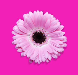 Image showing Pink gerbera with path