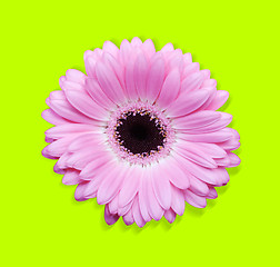 Image showing Pink gerbera with path