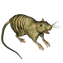 Image showing The Rat (latin: Rattus)