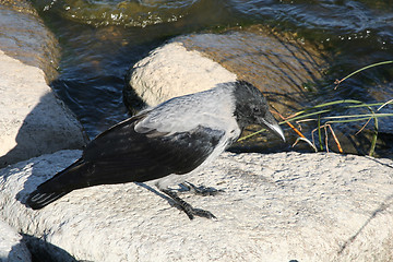 Image showing Crow