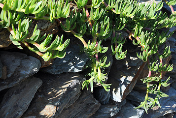 Image showing Ground Covering Plant and Rocks