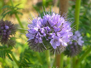 Image showing           Lilac Flower