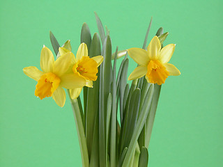 Image showing daffodil flowers