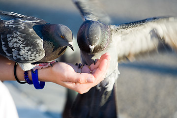 Image showing Couple of pigeons are eating crumbs from woman’s hand 