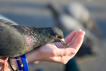 Image showing Pigeon is eating crumbs from woman’s hand