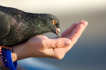 Image showing Pigeon is eating from woman’s hand