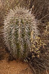 Image showing Barrel Cactus
