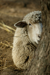Image showing Peekaboo Sheep II