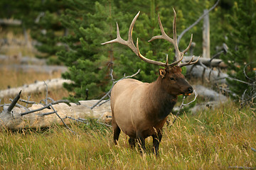 Image showing Bull Elk in Yellowstone