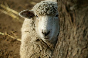 Image showing Peekaboo Sheep