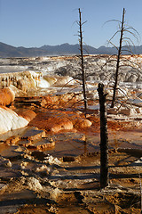 Image showing Mammoth Springs