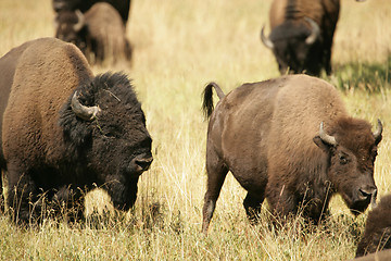 Image showing Bison Lovers Quarrel