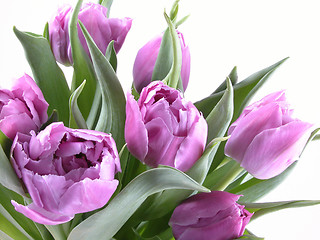 Image showing tulips