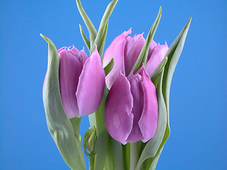 Image showing tulips