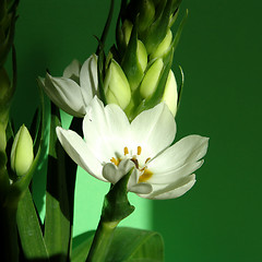 Image showing spring flower