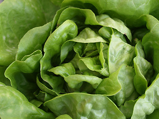 Image showing Kale up close