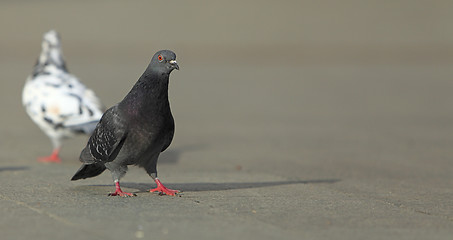 Image showing Pigeon walking