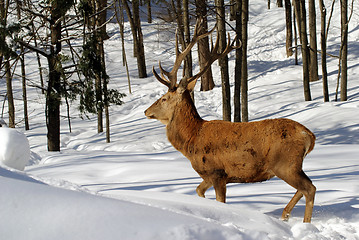 Image showing Elk