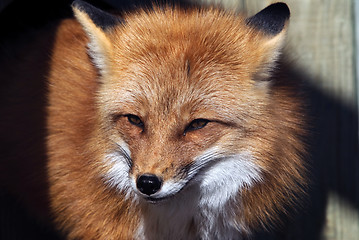 Image showing Red Fox Portrait